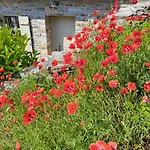 بيت ضيافة Amanita Boutique 4*
