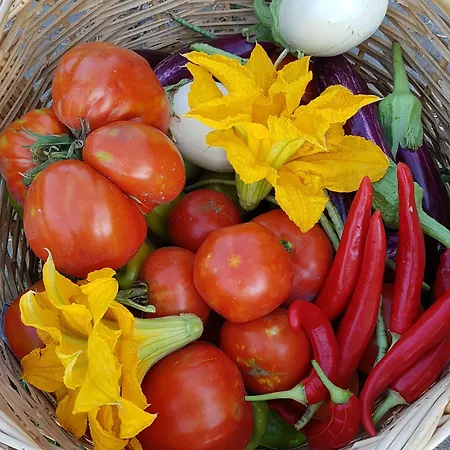 Πανσιόν Amanita Boutique