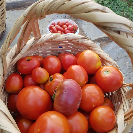 Πανσιόν Amanita Boutique
