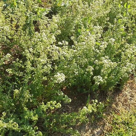 Amanita Boutique Πανσιόν