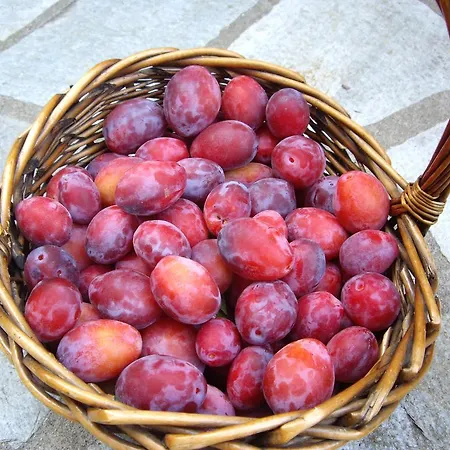 Amanita Boutique Πανσιόν 4*