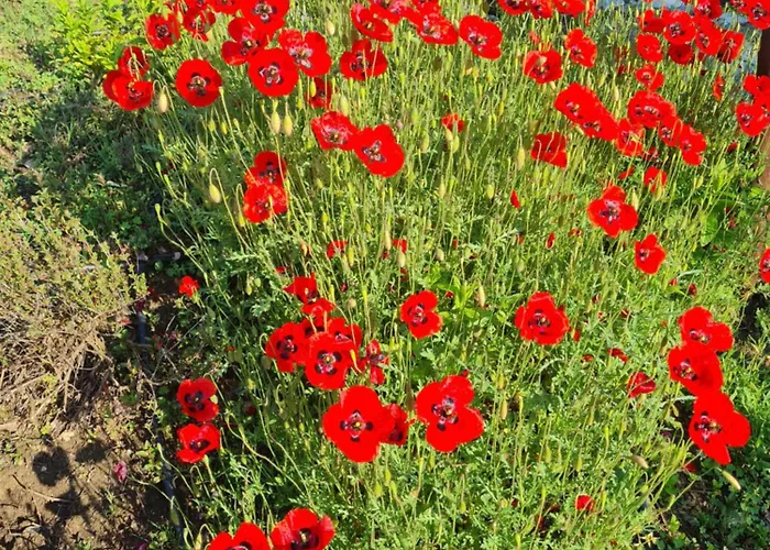 בית הארחה Amanita Boutique