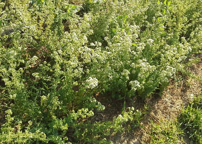 Amanita Boutique בית הארחה