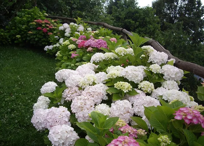 Amanita Boutique בית הארחה