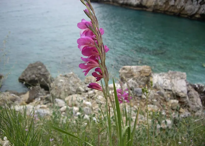 בית הארחה Amanita Boutique טסגרדה